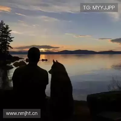 皮蝶研